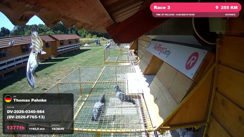 Pigeon Arrival Image For Race Race 3