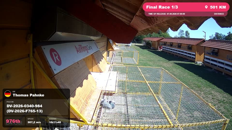 Pigeon Arrival Image For Race Final Race 1/3