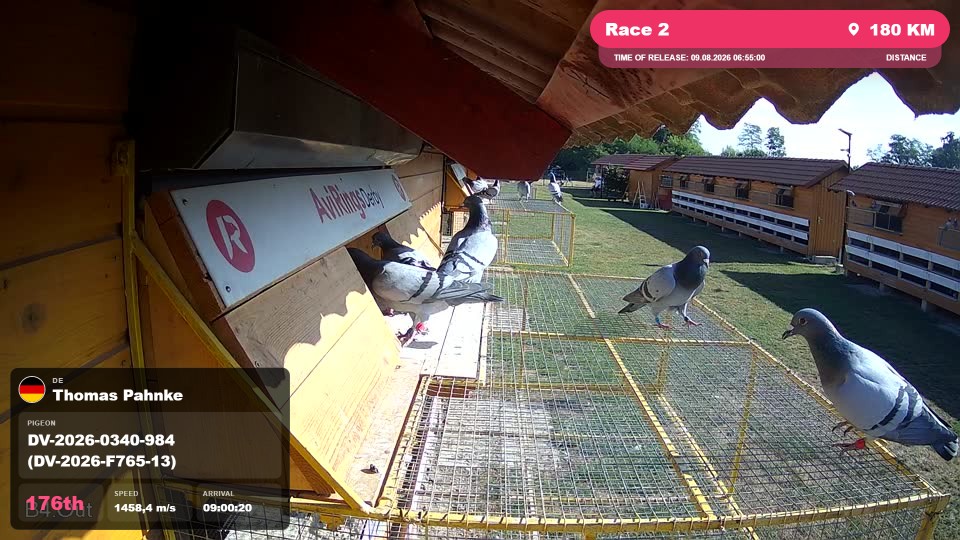 Pigeon Arrival Image For Race Race 2