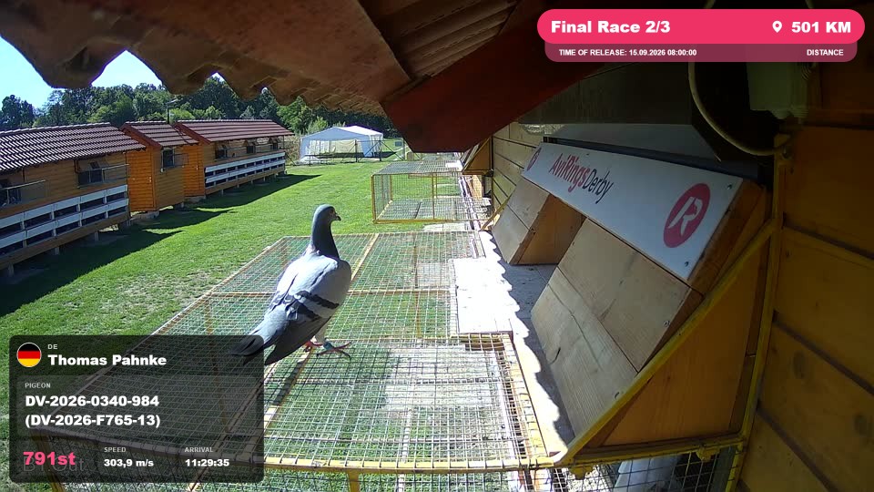 Pigeon Arrival Image For Race Final Race 2/3