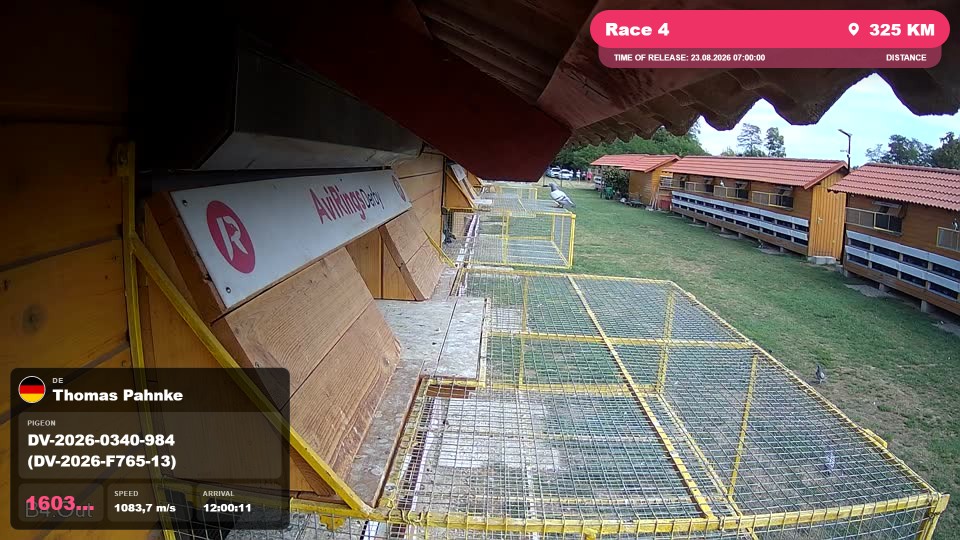 Pigeon Arrival Image For Race Race 4