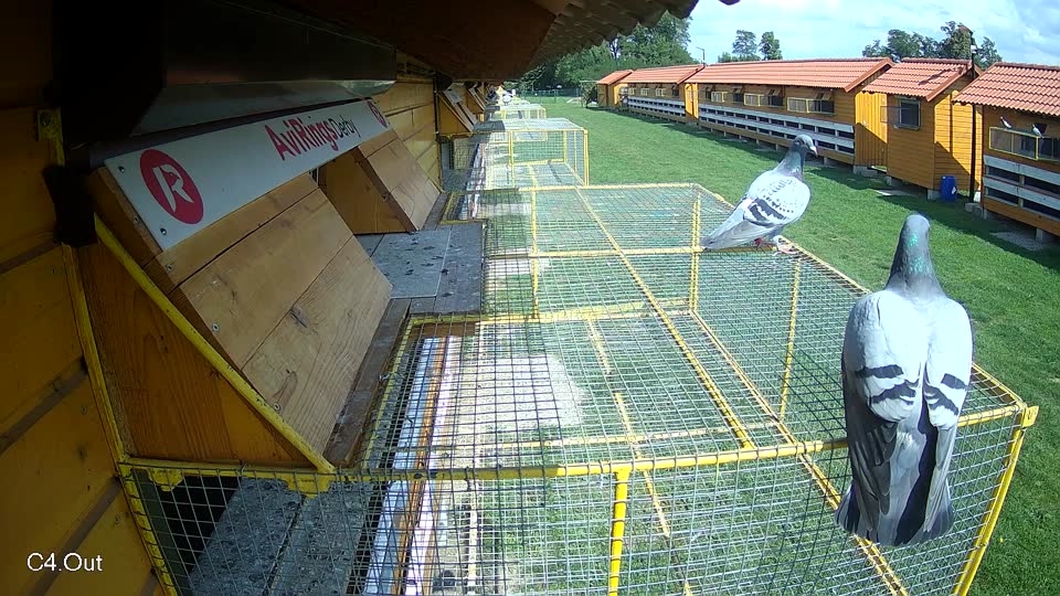 Pigeon Arrival Image For Race Race 6