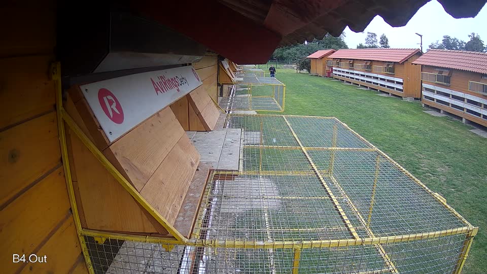Pigeon Arrival Image For Race Final race 3