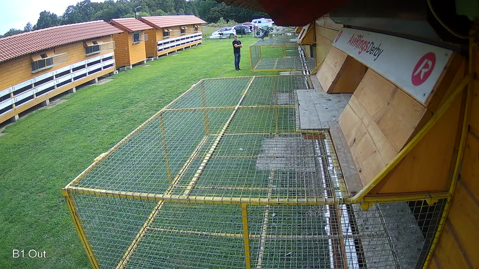 Pigeon Arrival Image For Race Final race 2