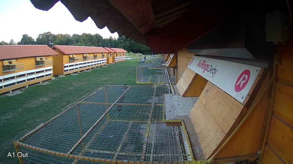 Pigeon Arrival Image For Race Race 5