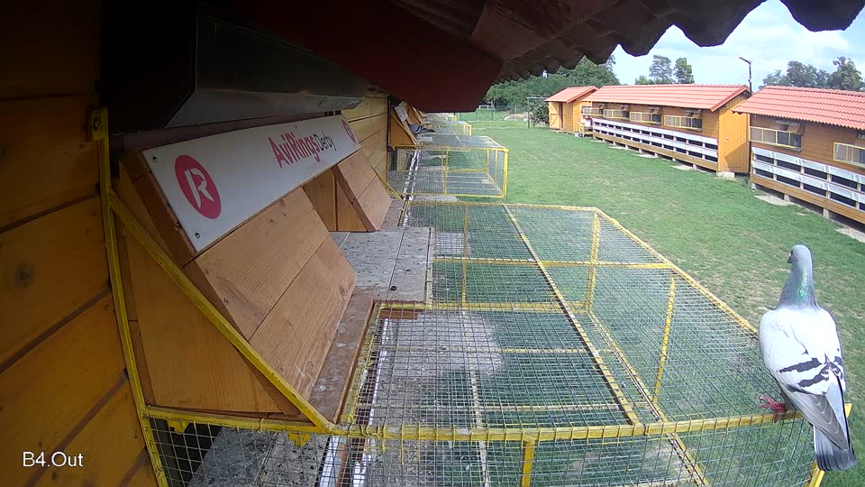 Pigeon Arrival Image For Race Race 6