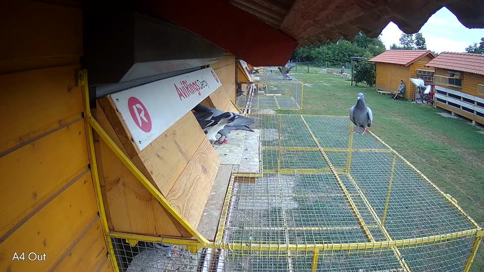 Pigeon Arrival Image For Race Race 3