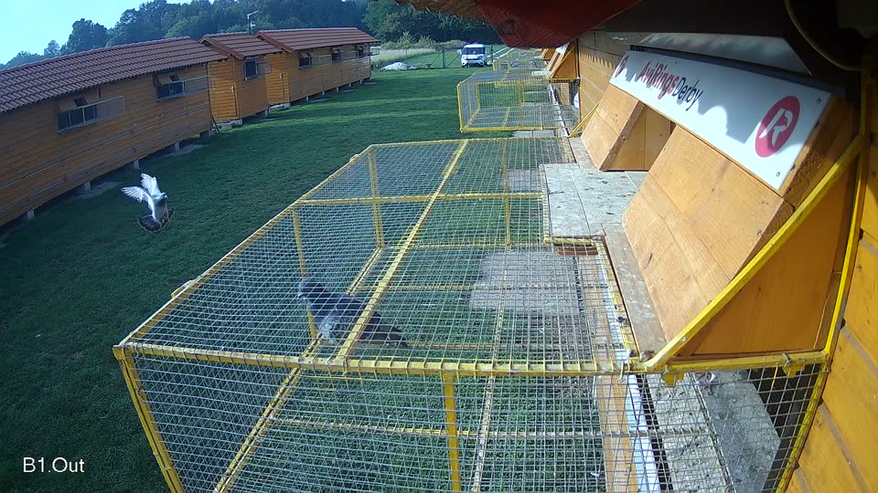Pigeon Arrival Image For Race Final race 1