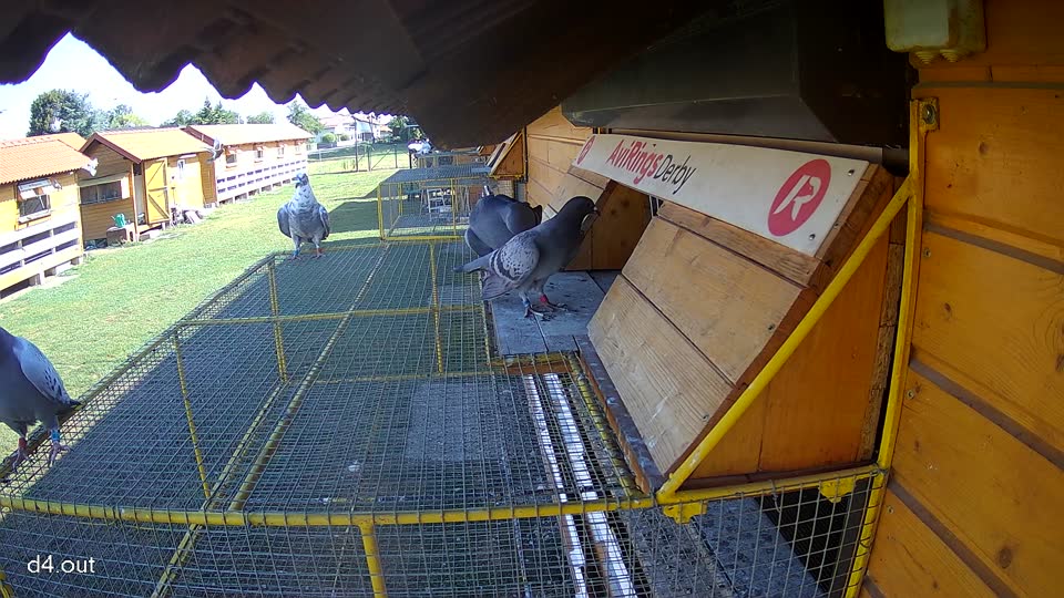 Pigeon Arrival Image For Race Race 2
