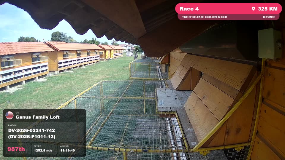Pigeon Arrival Image For Race Race 4