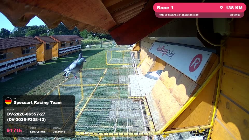 Pigeon Arrival Image For Race Race 1