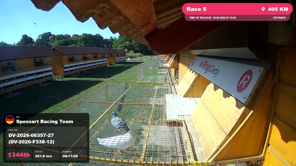 Pigeon Arrival Image For Race Race 5