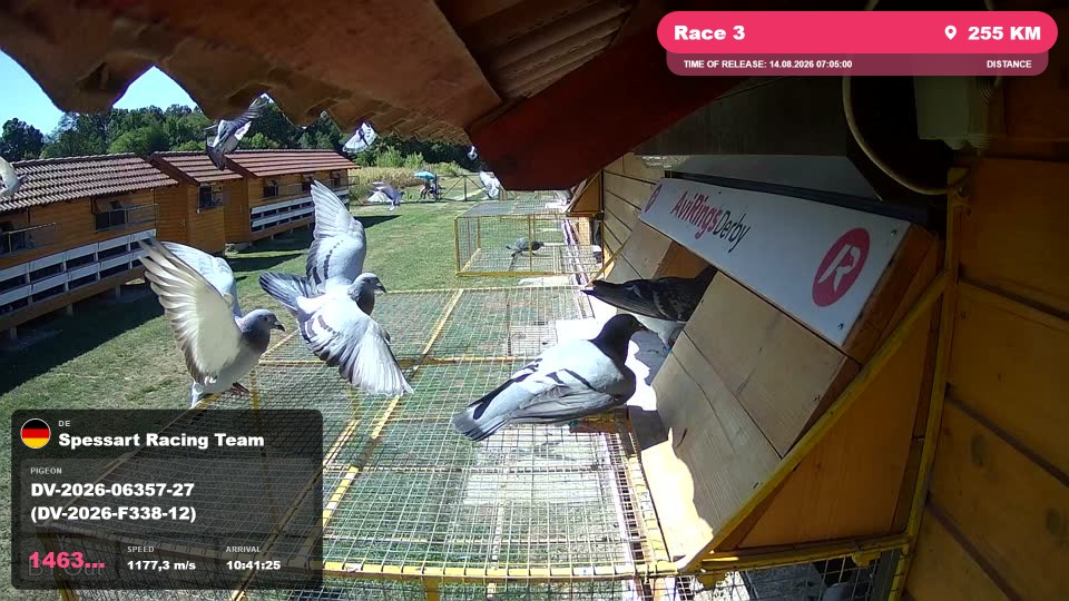 Pigeon Arrival Image For Race Race 3