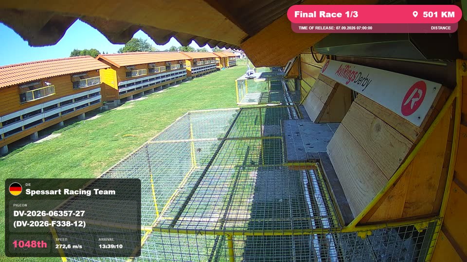 Pigeon Arrival Image For Race Final Race 1/3