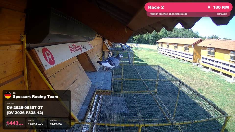 Pigeon Arrival Image For Race Race 2