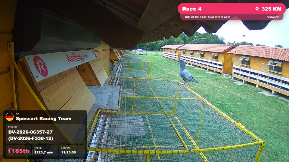 Pigeon Arrival Image For Race Race 4
