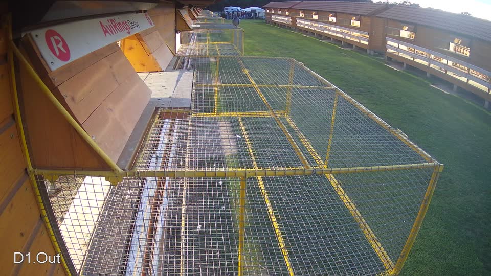 Pigeon Arrival Image For Race Final race 3