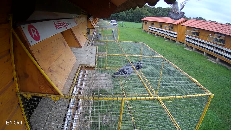 Pigeon Arrival Image For Race Final race 2