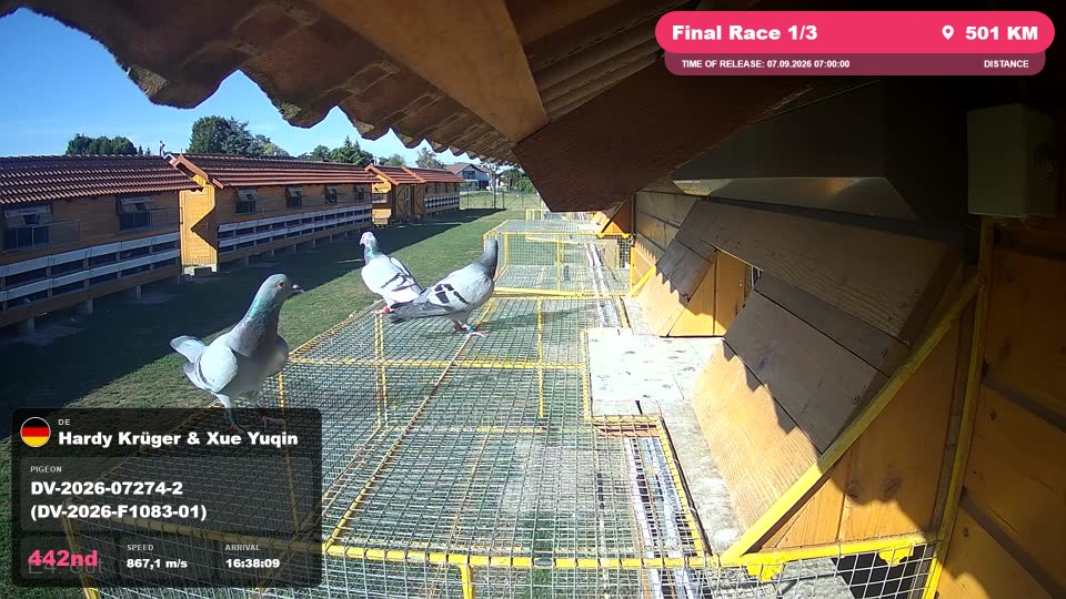 Pigeon Arrival Image For Race Final Race 1/3