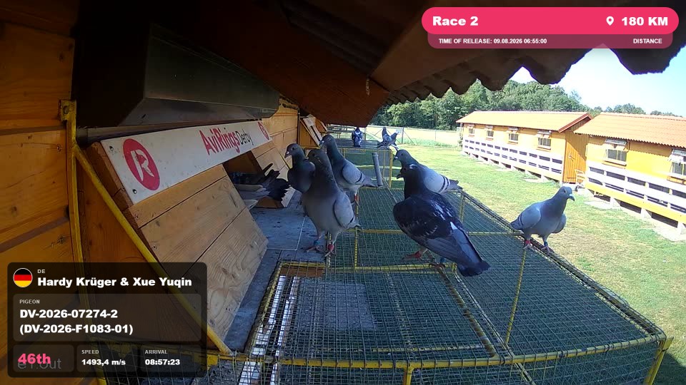 Pigeon Arrival Image For Race Race 2