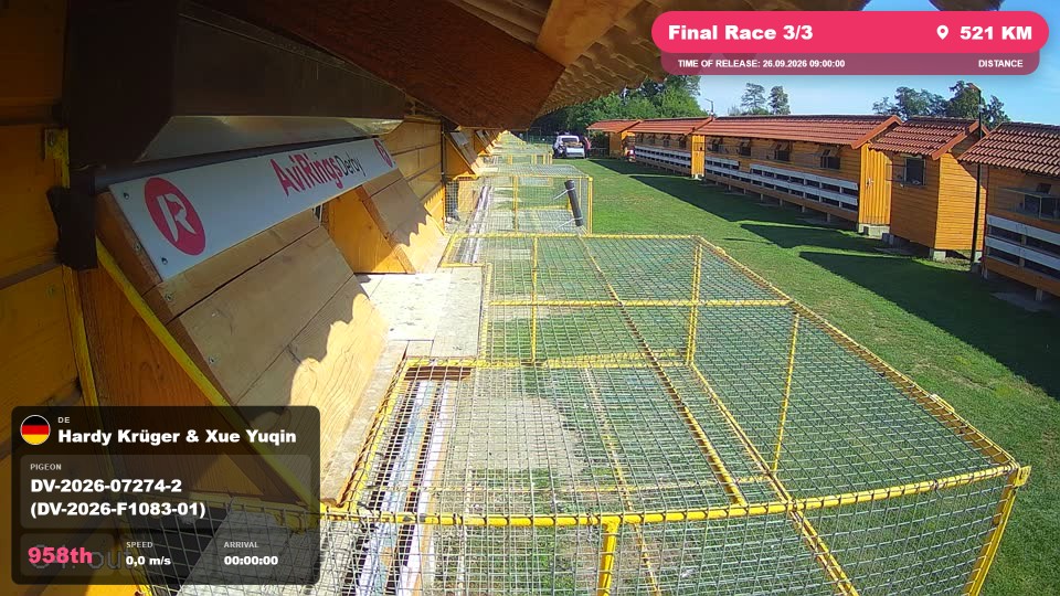 Pigeon Arrival Image For Race Final Race 3/3