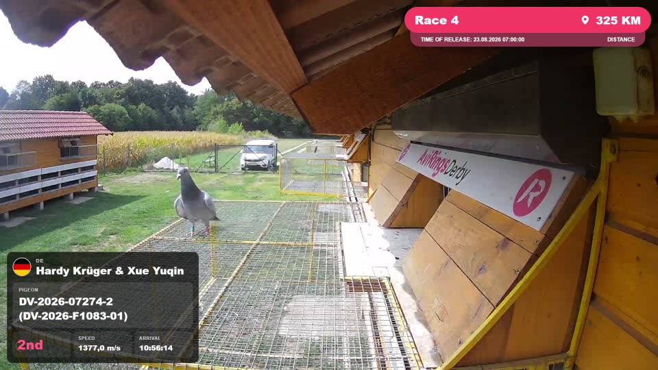 Pigeon Arrival Image For Race Race 4