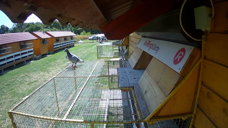 Pigeon Arrival Image For Race Race 5