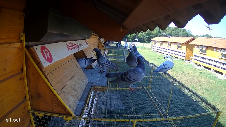 Pigeon Arrival Image For Race Race 2