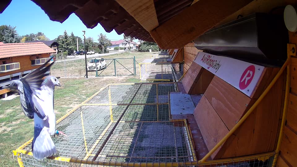 Pigeon Arrival Image For Race Race 5