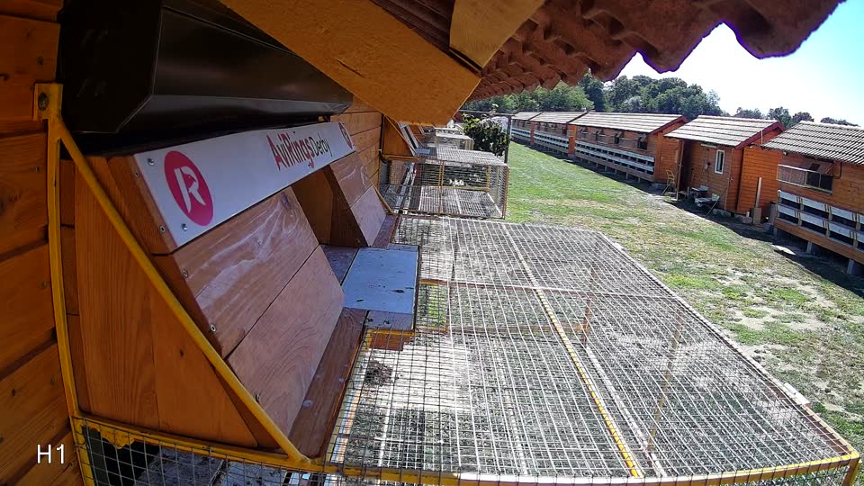 Pigeon Arrival Image For Race Final Race 1/3