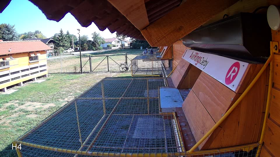 Pigeon Arrival Image For Race Race 2