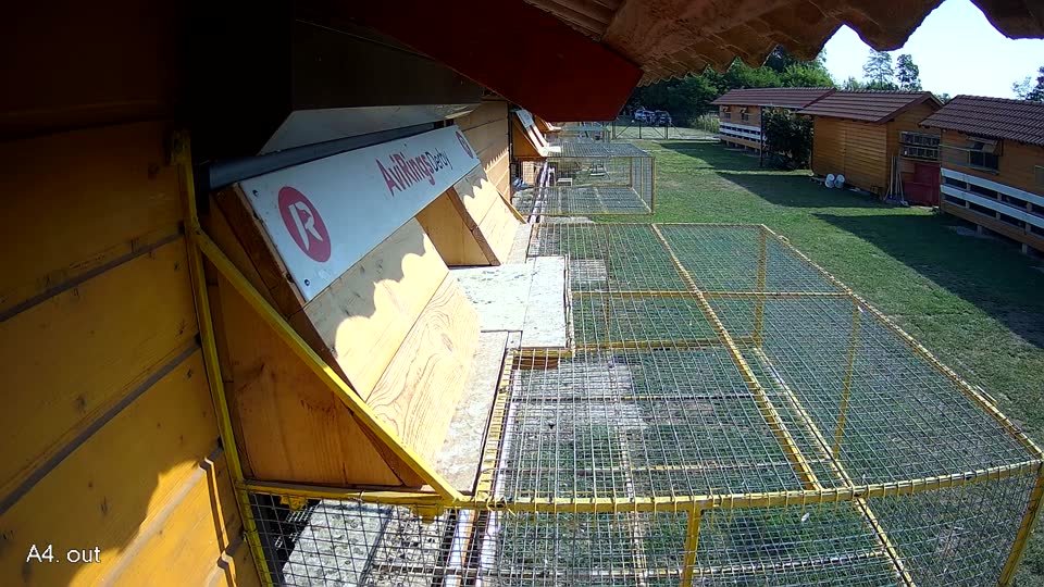 Pigeon Arrival Image For Race Race 1