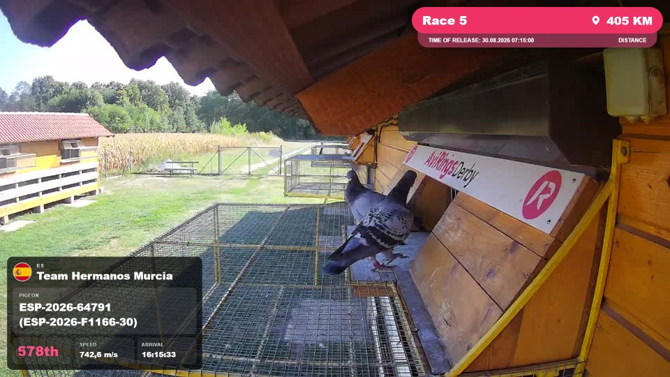 Pigeon Arrival Image For Race Race 5