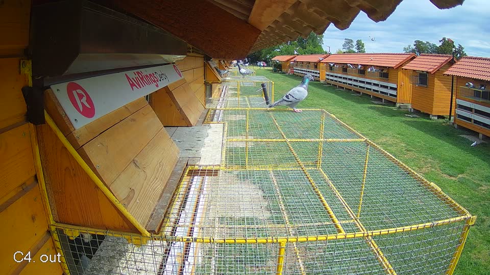Pigeon Arrival Image For Race Race 4
