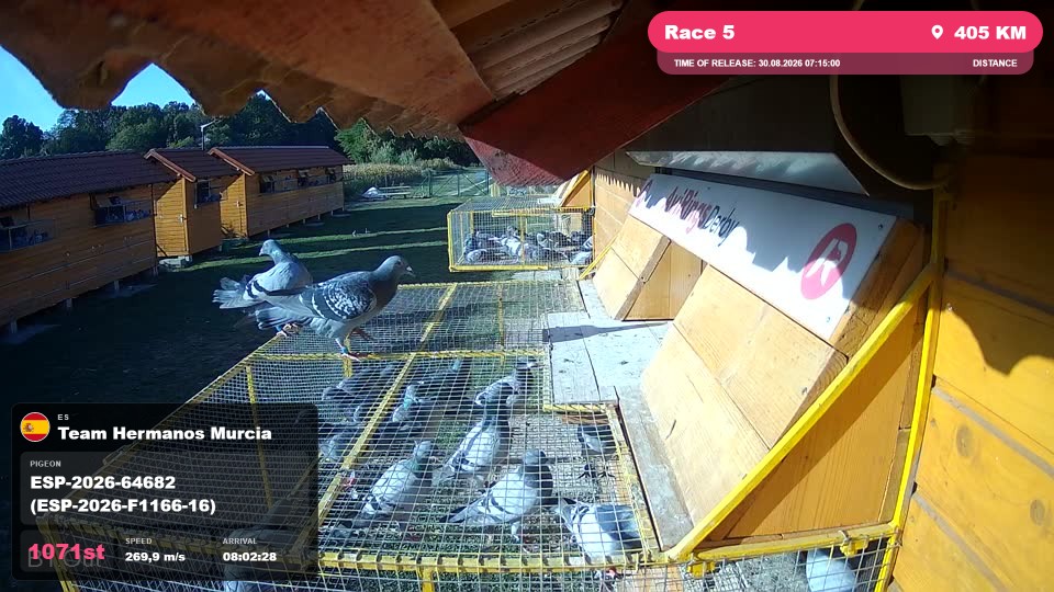 Pigeon Arrival Image For Race Race 5