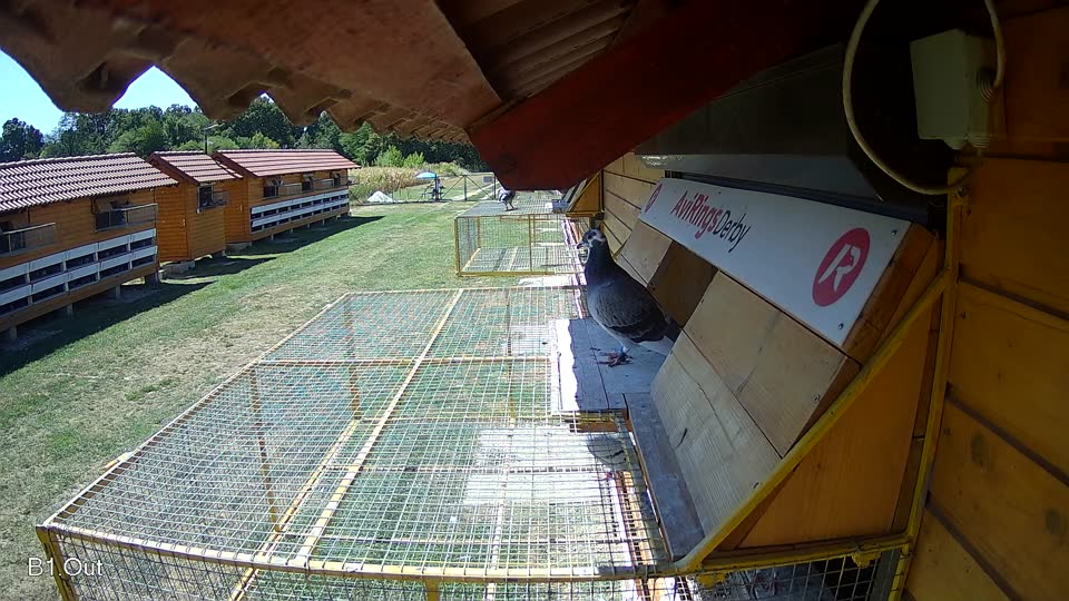 Pigeon Arrival Image For Race Race 3