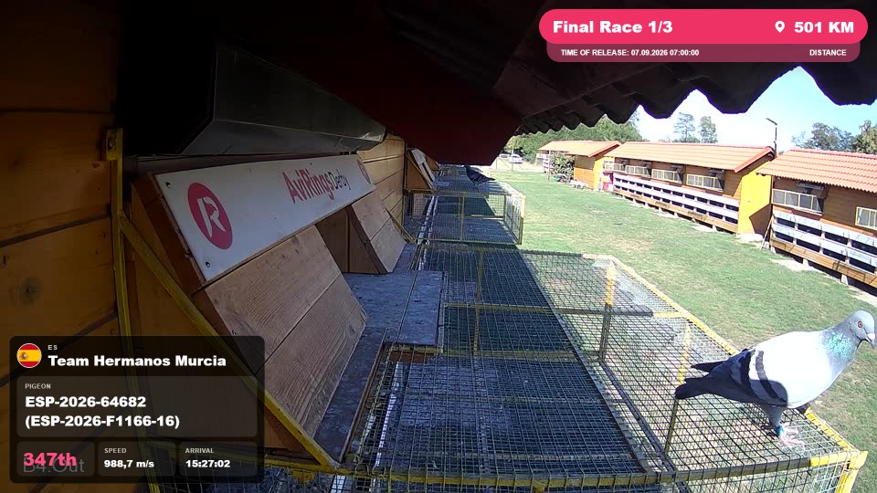 Pigeon Arrival Image For Race Final Race 1/3