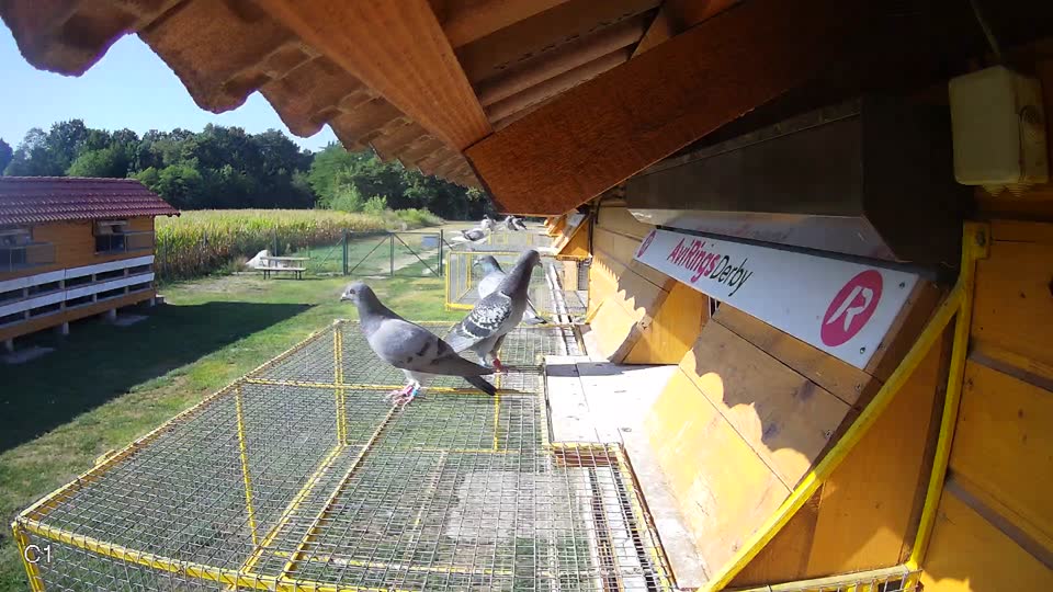 Pigeon Arrival Image For Race Race 2
