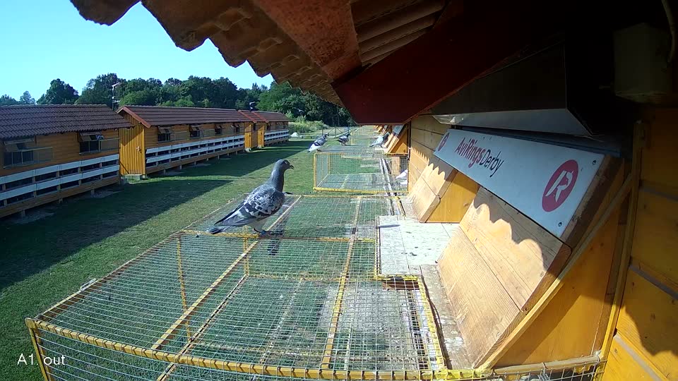 Pigeon Arrival Image For Race Race 1