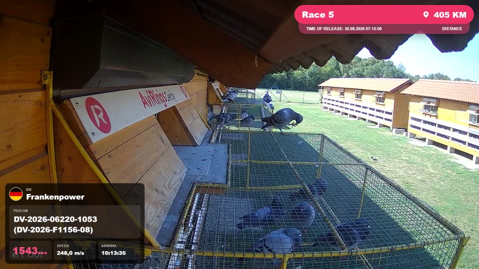 Pigeon Arrival Image For Race Race 5