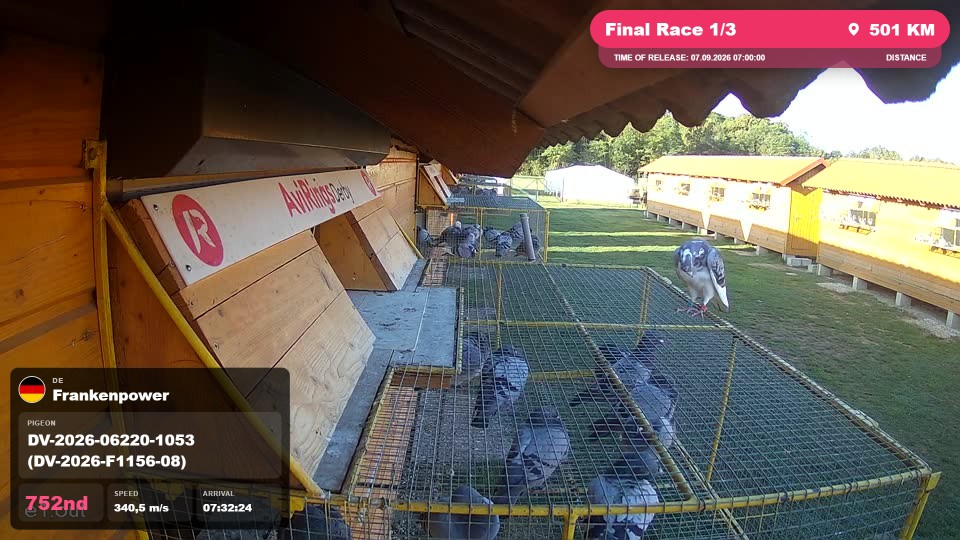 Pigeon Arrival Image For Race Final Race 1/3