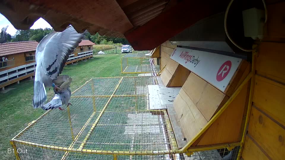 Pigeon Arrival Image For Race Race 4