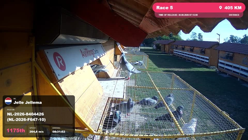 Pigeon Arrival Image For Race Race 5