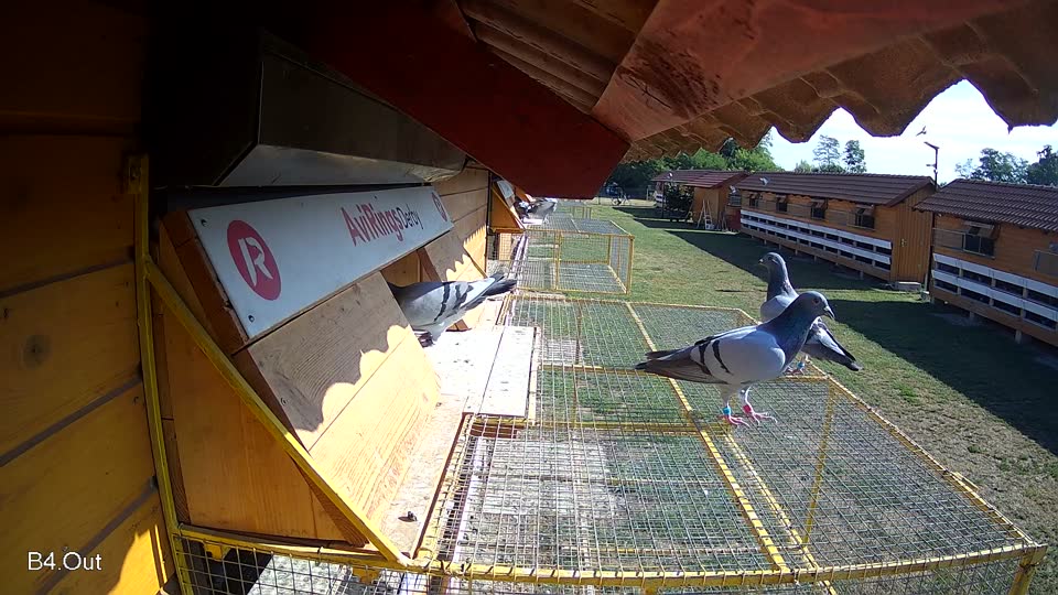 Pigeon Arrival Image For Race Race 2