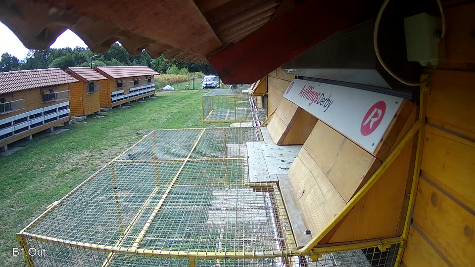 Pigeon Arrival Image For Race Race 4