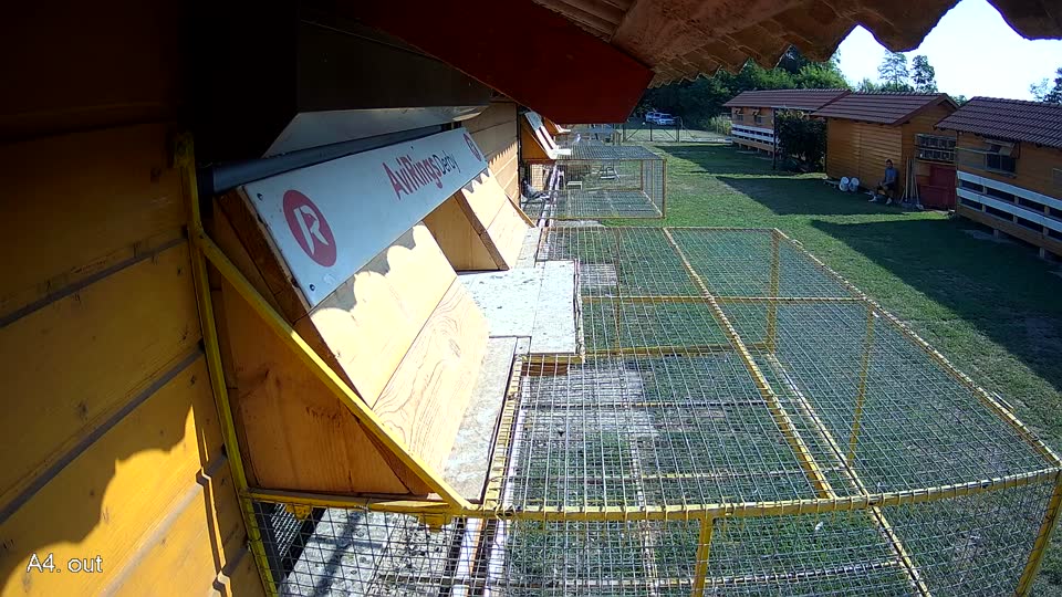 Pigeon Arrival Image For Race Race 1