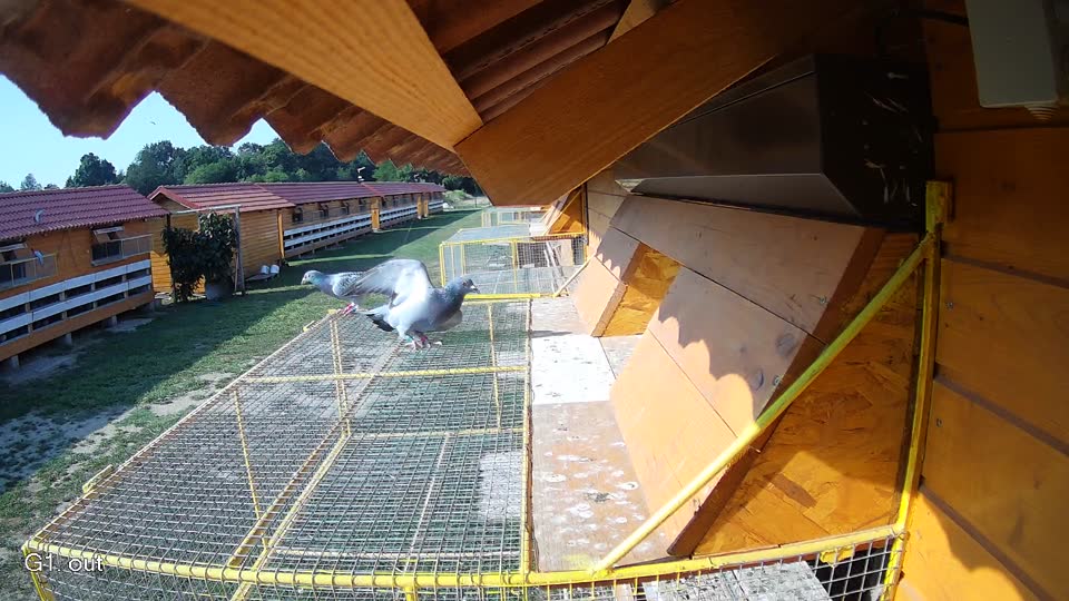 Pigeon Arrival Image For Race Race 1