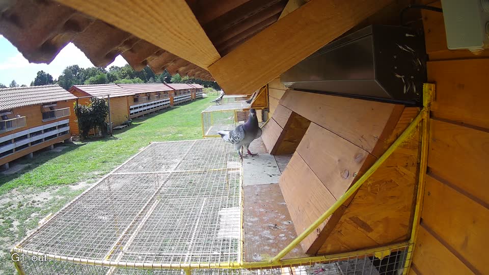 Pigeon Arrival Image For Race Race 4