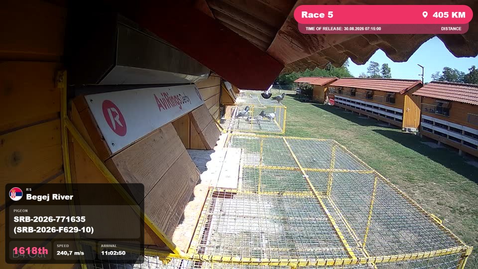 Pigeon Arrival Image For Race Race 5