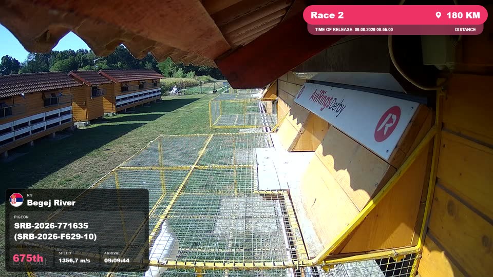 Pigeon Arrival Image For Race Race 2
